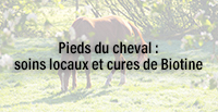  Pieds du cheval : soins locaux et cures de Biotine