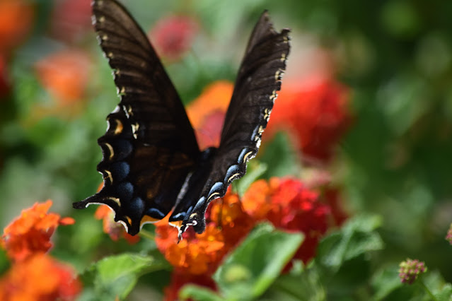 Black swallowtail butterfly on orange flowers