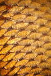 Fly Fish for Carp 207-671-4330