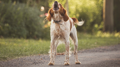 how to stop your dog barking today