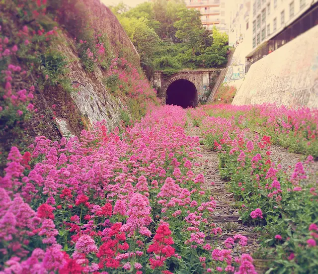محطة قطارات مهجورة منذ زمن، حلت مكانها هذه الأزهار المذهلة – في باريس