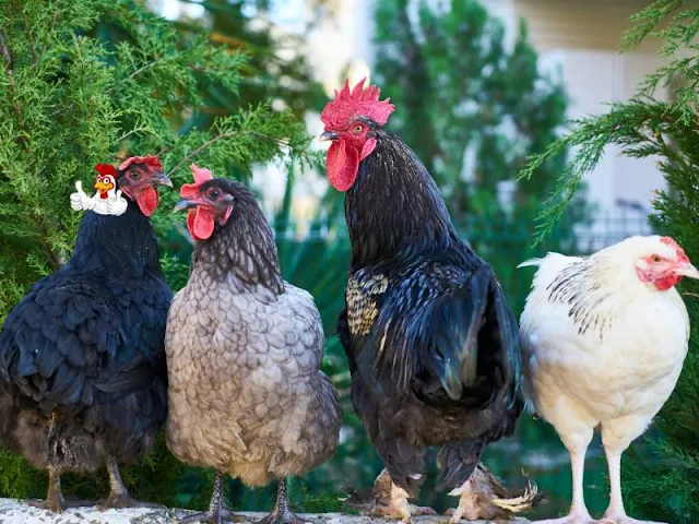 Best Chicken Breeds For Laying Eggs