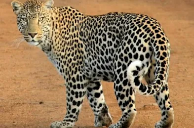 Swapna Shastra Sapne Mein Tendua Dekhna Leopard Dream Interpretation