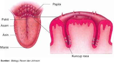 Indera Pengecap pada Manusia (Lidah) : Struktur Fungsi Bagian