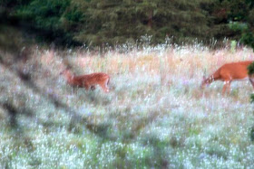 whitetail deer in Summer's field