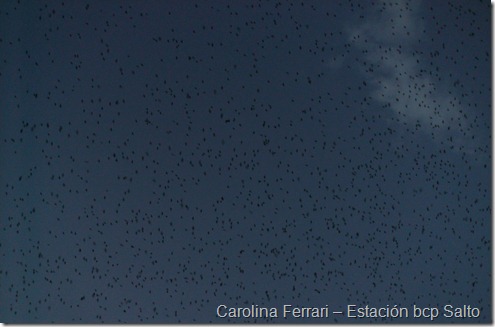 Carolina Ferrari – Estación bcp Salto