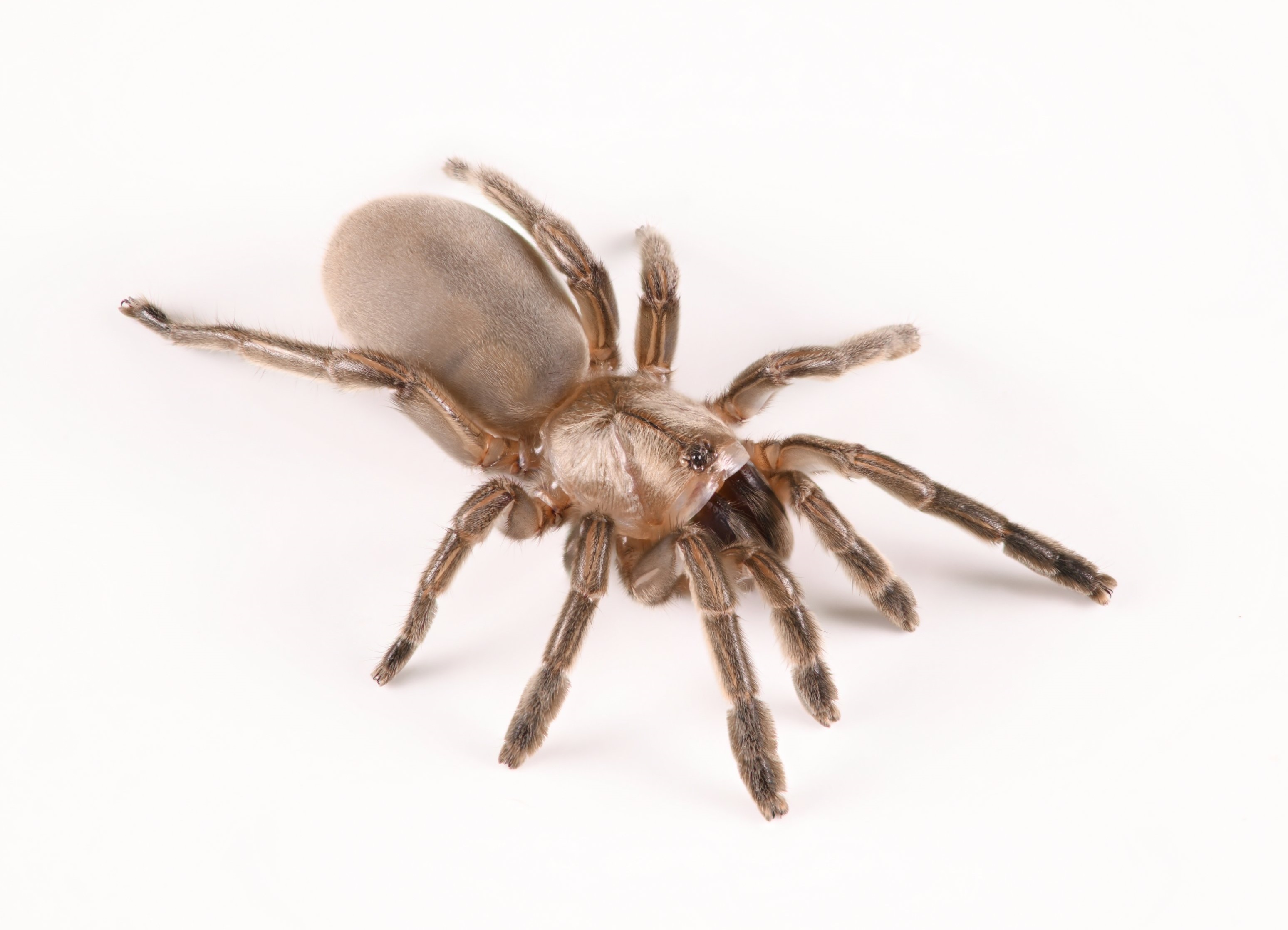 New trapdoor spider species found in arid Karoo region
