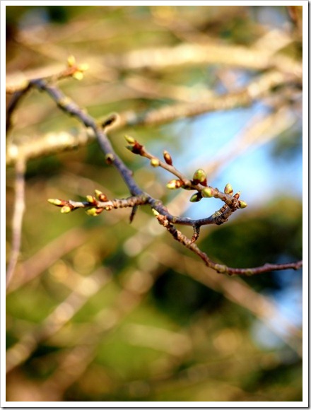27 March 4 27-03-2012 16-44-53 3024x4032