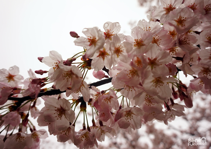 Sakura 2016, parc Nishi, Fukuoka