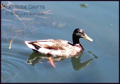 Moulting male Mallard Duck - photo by Shelley Banks