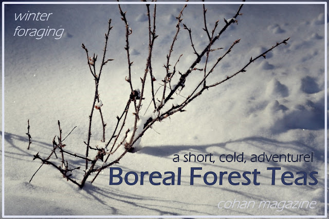 foraging, alberta, boreal forest, winter, cohan magazine