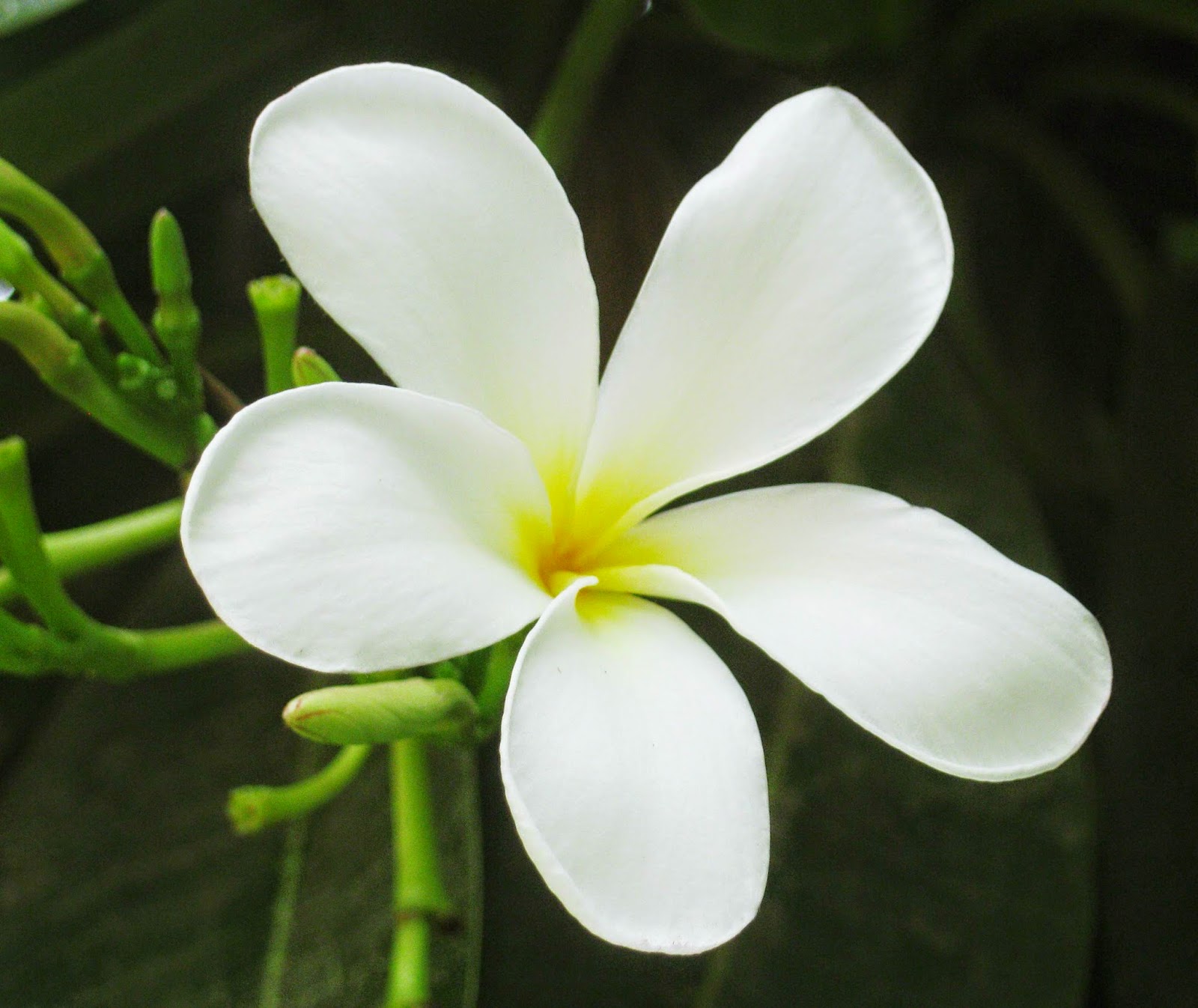 Gambar Wallpaper Bunga  Melati  Putih Cantik 7 jpg JPEG 