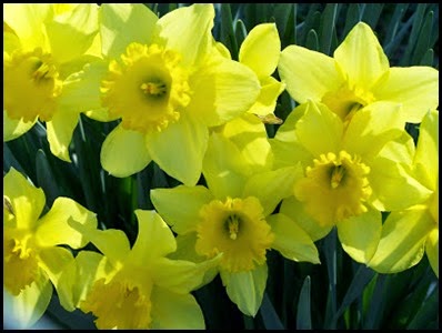 daffodils3