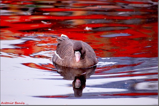 14 pato DSC_2529a