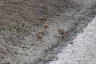 Wildlifefotografie Ahsewiesen Bekassine Olaf Kerber