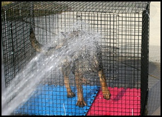 Jake's first hosing!-15
