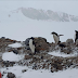 “Sono in Antartide, il continente più estremo della Terra…”, parla Matteo Villani (ENEA di Foggia)