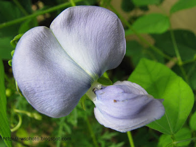 Four-angled Bean Flower