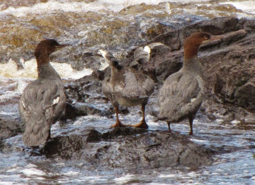 common mergansers