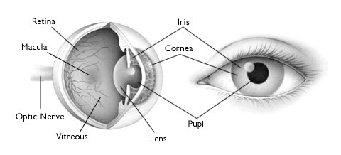 A diagram labelling the various parts of the human eye.
