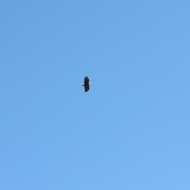 Bald eagle soaring above the Chesapeake Bay in Maryland