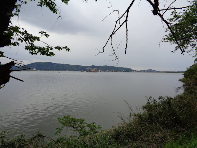 この桜並木からの東郷湖　満開のころ来てみたい