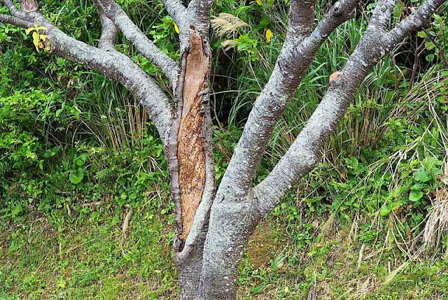 barren cherry tree