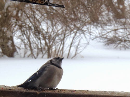 injured blue jay