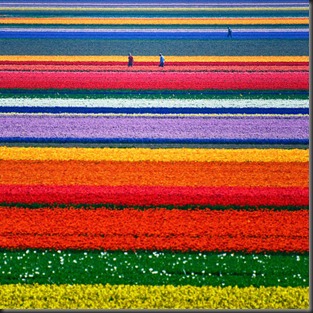 Tulip Fields