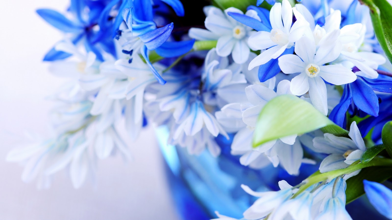 flower wallpaper for desktop flower wallpaper for desktop