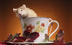 funny animals, mouse in a cup