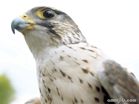 amarjits-com-Animal-Pics (4)