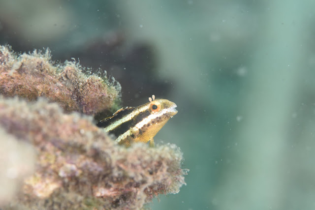 日高ダイビング-ニコン-マクロ-水中写真-diving-underwater-photography-nikon-d810-105mm-f2.8-macro