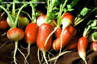 benefits_of_eating_radishes_fruits-vegetables-benefits.blogspot.com(benefits_of_eating_radishes_5)