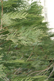 Thuya géant - Cèdre de l'Ouest - Thuya de Lobb - Thuja plicata 