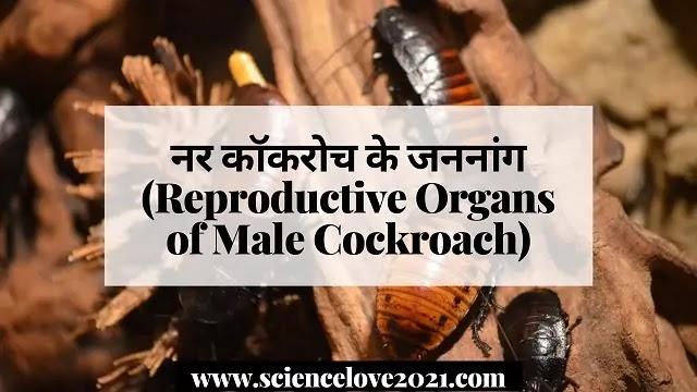 नर कॉकरोच के जननांग (Reproductive Organs of Male Cockroach)|hindi