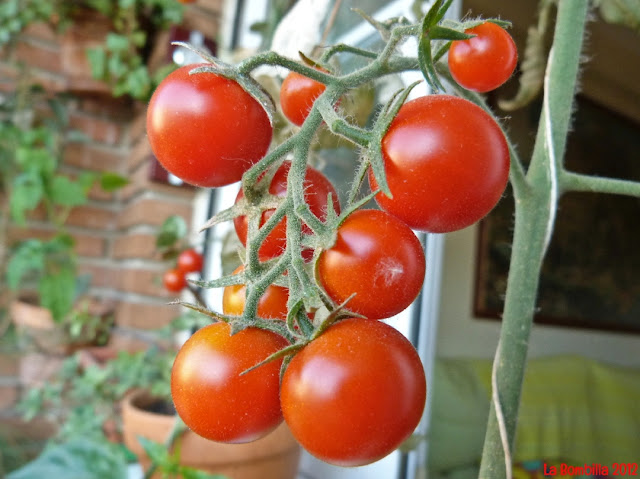 Tomates Cherrys