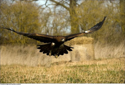 Stunning Close Up Photography Of Wild Animal Seen On www.coolpicturegallery.us