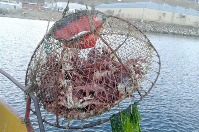 Por sobrepesca limitan la captura de Centolla en el Canal Beagle
