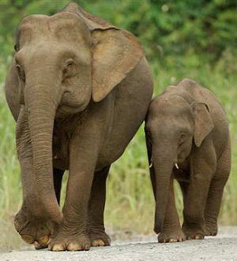 african elephant ears. than the African elephants