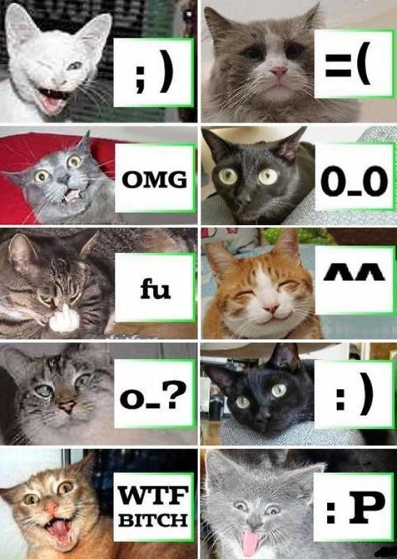 funny picture. Labels Funny Cats