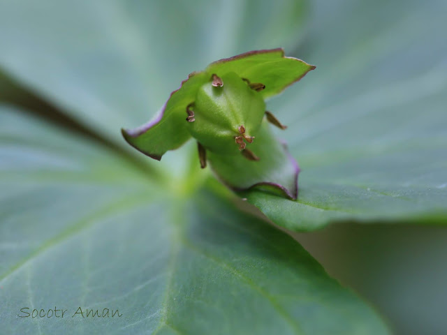 Trillium smallii