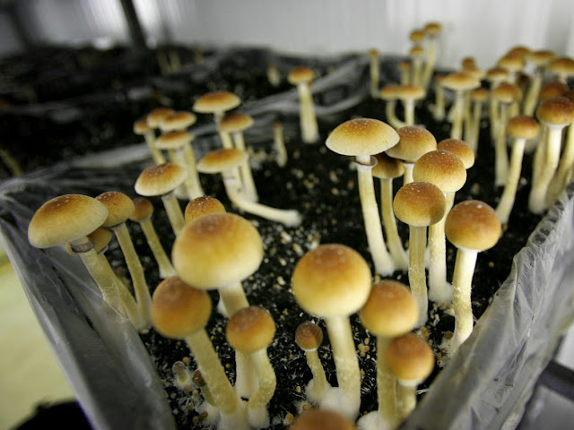 Psilocybin mushrooms,commonly known as magic mushrooms,are a polyphyletic,informal group of fungi that contain psilocybin which turns into psilocin upon ingestion.