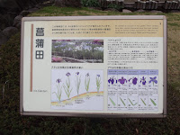 Japanese Iris garden has 84 varieties - Tokyo Imperial Gardens, Japan