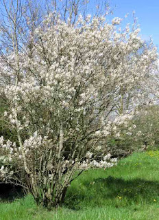 Amelanchier lamarckii