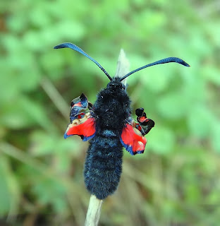 Burnet