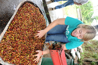 coffee farm