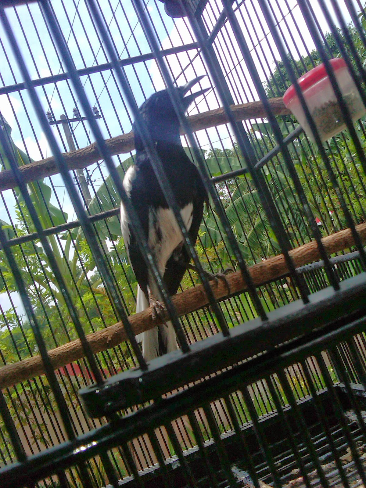 Burung Kacer yang Indah Mempesona - Ne-Hand  Rangkuman 