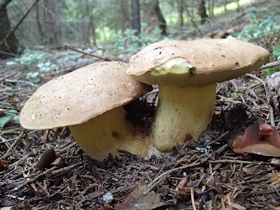  Borowik górski Boletus subappediculatus