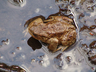 Bufo (Bufo) bufo DSC50615